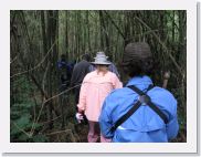 12SabyinyoGroup - 15 * The park is often covered in a dense bamboo forest which we hike up and through.